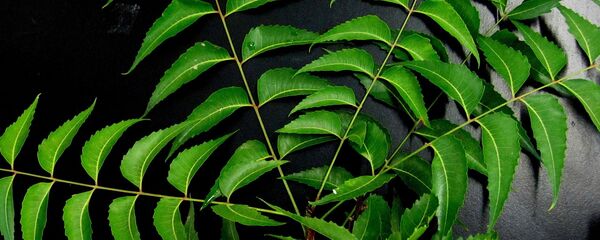 Neem - Sputnik Afrique