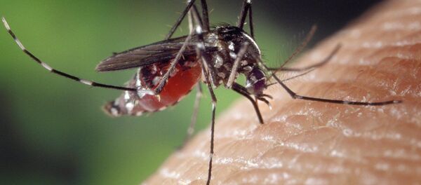 Un moustique - Sputnik Afrique