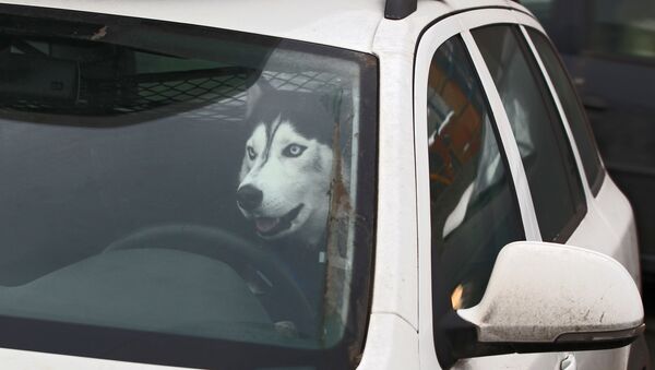 Un chien dans une voiture (image d'illustration) - Sputnik Afrique