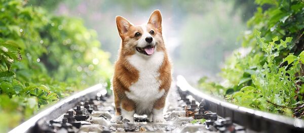 corgi (image d'illustration) corgi (image d'illustration) - Sputnik Afrique