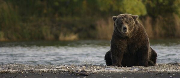 Un ours - Sputnik Afrique