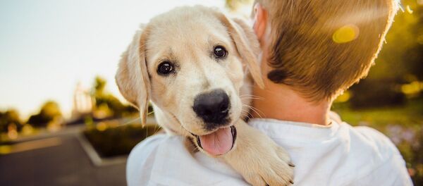 Un chien, image d'illustration - Sputnik Afrique