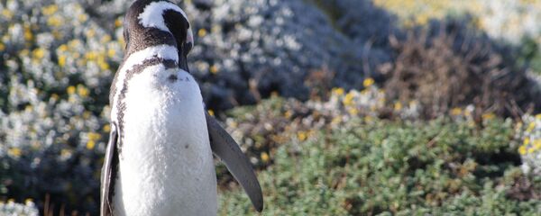 Manchot de Magellan - Sputnik Afrique