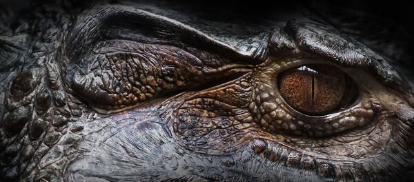 Oeil d'un alligator  - Sputnik Afrique