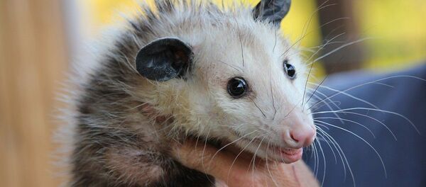 opossum - Sputnik Afrique