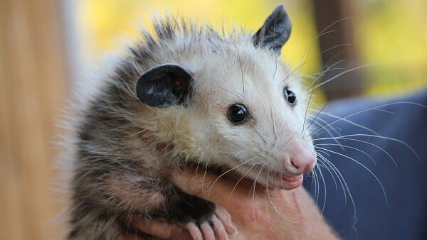 opossum - Sputnik Afrique