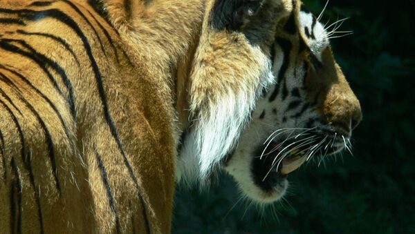 Un tigre du zoo de Zurich (archive photo) - Sputnik Afrique