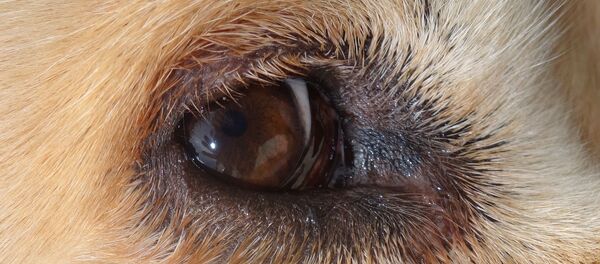 Un œil d'un golden retriever - Sputnik Afrique