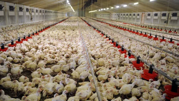 Élevage de poulets en batterie dans une ferme de Plougoulm - Sputnik Afrique