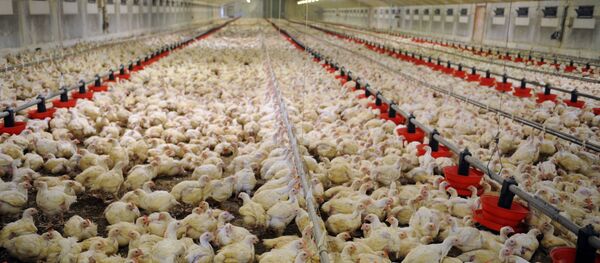 Élevage de poulets en batterie dans une ferme de Plougoulm - Sputnik Afrique
