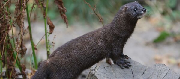 Vison d'Europe - Sputnik Afrique