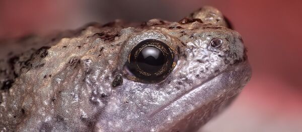 Une grenouille - Sputnik Afrique