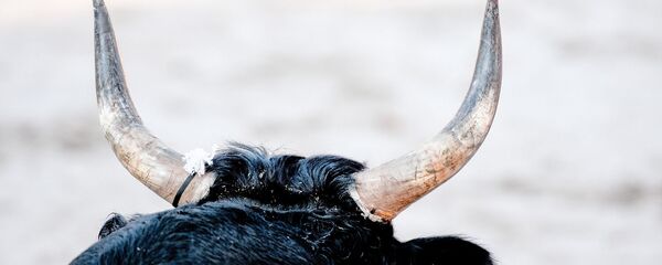 Un taureau - Sputnik Afrique