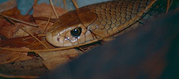 un serpent brun un serpent brun - Sputnik Afrique