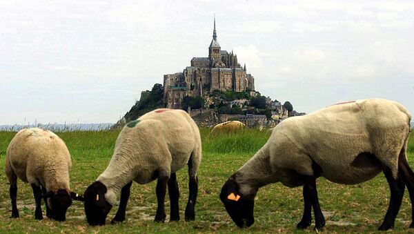Des moutons paissent devant le site du Mont-Saint-Michel - Sputnik Afrique