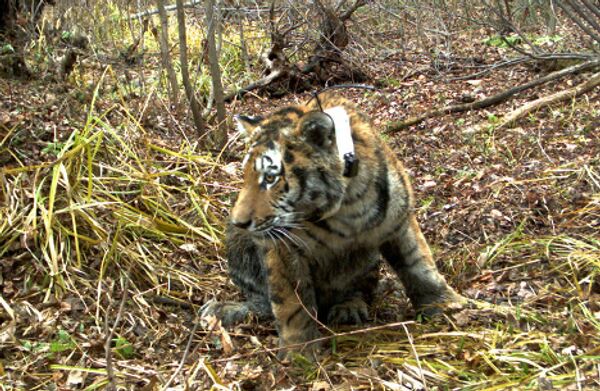 La tigresse de Poutine, son petit et d'autres habitants du parc d'Oussourisk  - Sputnik Afrique
