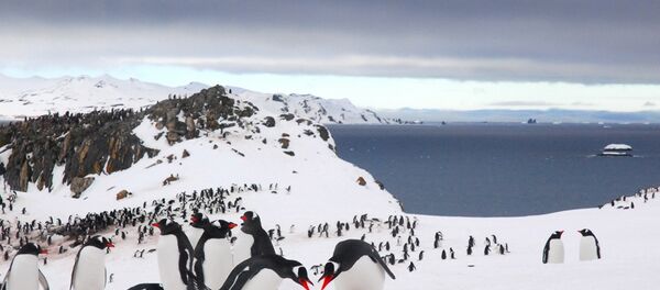 Antarctique - Sputnik Afrique