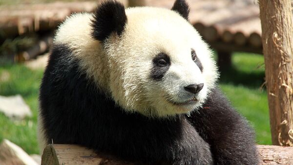 La tournée des pandas géants à Shanghai - Sputnik Afrique