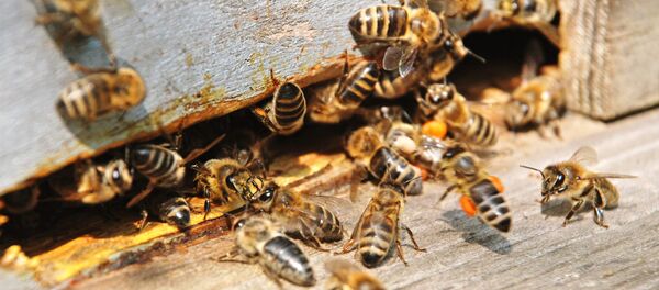 Abeilles - Sputnik Afrique