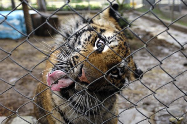 Le tigre est en danger dans dix régions du monde (WWF) Le tigre est en danger dans dix régions du monde (WWF) - Sputnik Afrique