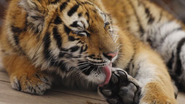 Russie: Forum international consacré à la sauvegarde des tigres cet automne - Sputnik Afrique