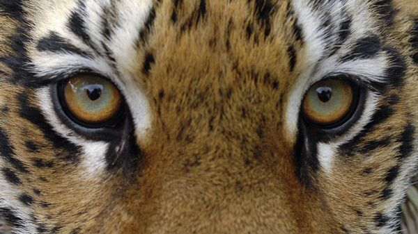 Une tigresse (image d'illustration) - Sputnik Afrique