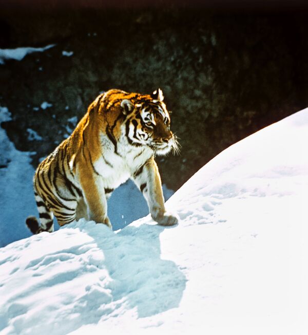 Russie: un tigre de Sibérie affamé dévore un léopard de l'Extrême-Orient - Sputnik Afrique