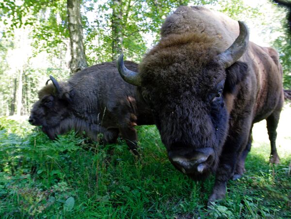 Des aurochs polonais du parc national de Belovej transférés en France - Sputnik Afrique