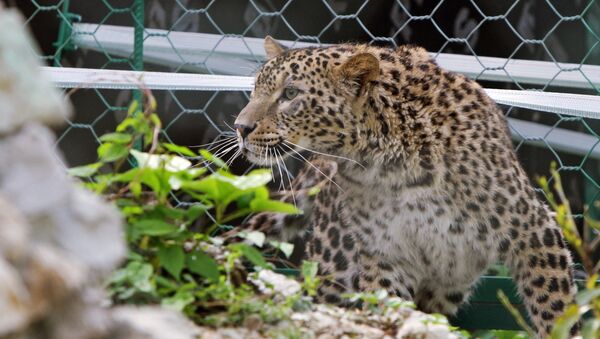 Une femelle léopard à Sotchi - Sputnik Afrique