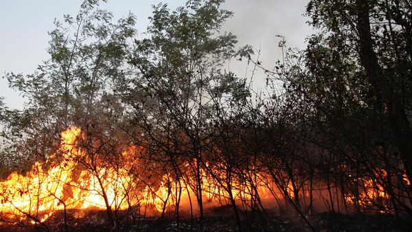 Un incendie de forêt (archive photo) - Sputnik Afrique