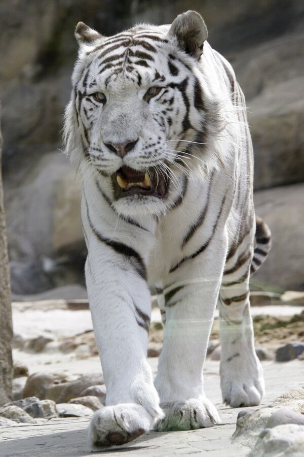 Protection des tigres: Moscou entend porter la population de félins à 500 individus - Sputnik Afrique