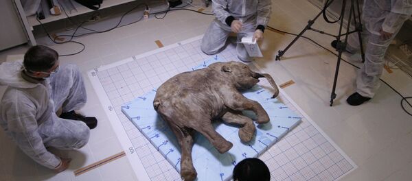 un mammouth gelé - Sputnik Afrique