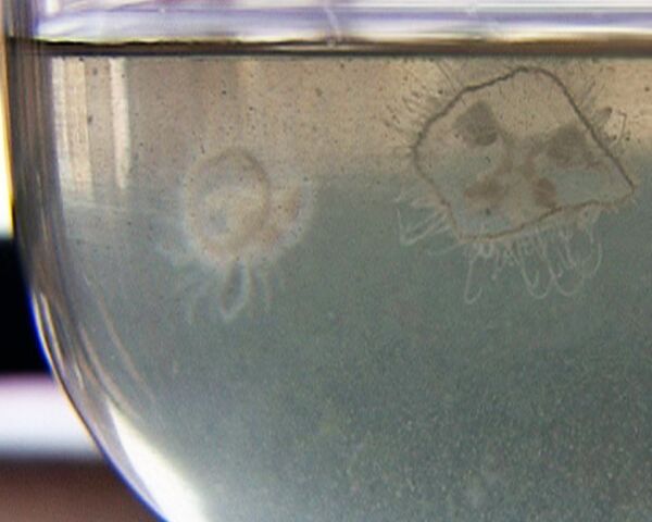 Canicule en Russie: des méduses dans la Moskova - Sputnik Afrique