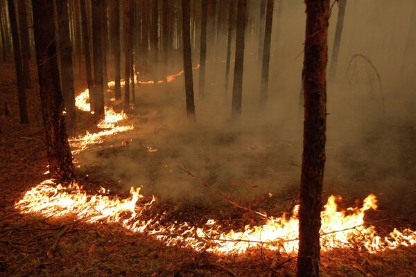 Incendies naturels en Russie - Sputnik Afrique