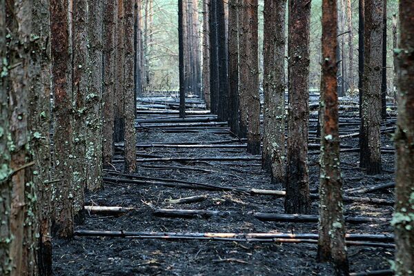 Plus de 10,7 M ha de forêts ont brûlé en Russie - Sputnik Afrique