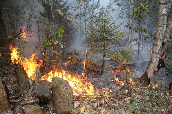 Extinction des incendies en Russie: note moyenne pour les autorités - Sputnik Afrique