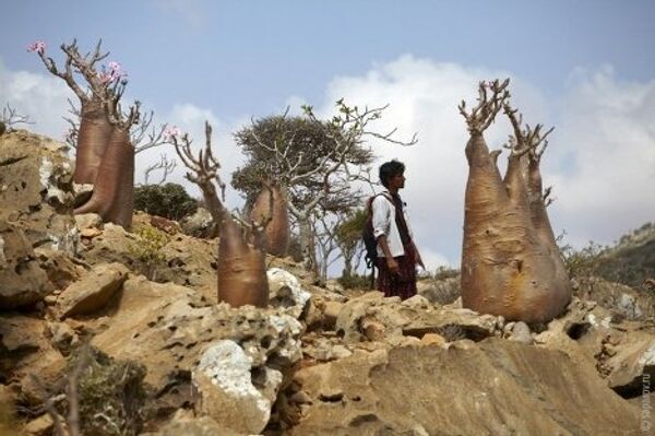 Voyage au Yémen, pays des contes et des arbres bouteilles      - Sputnik Afrique