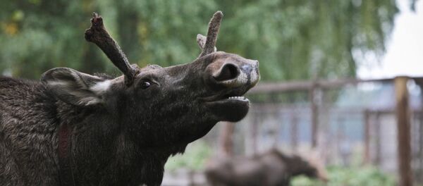 Un élan fait irruption dans une banque… puis se défenestre - Sputnik Afrique