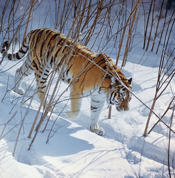 Un tigre de Sibérie (archives) - Sputnik Afrique