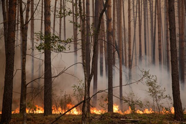 Sibérie: les feux de forêts en recul - Sputnik Afrique