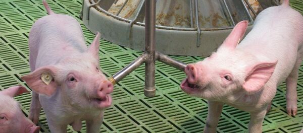 élevage porcin élevage porcin - Sputnik Afrique