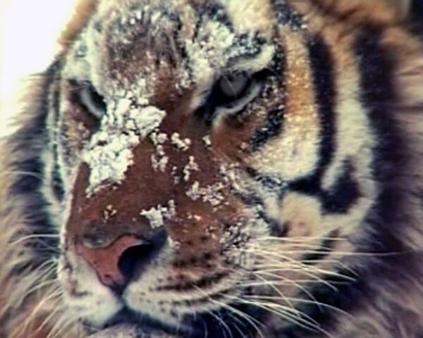 Qui sauvera le tigre de Sibérie? - Sputnik Afrique