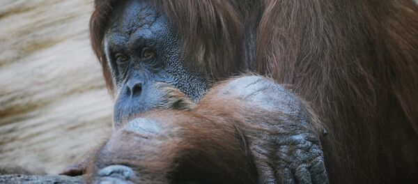 Orang-outan. Image d'illustration - Sputnik Afrique