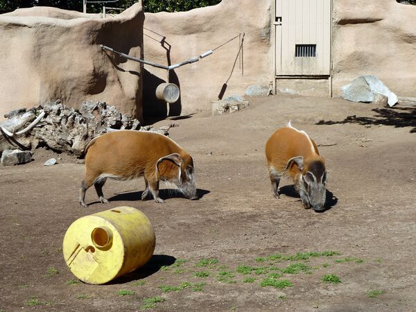Le célèbre zoo de San Diego - Sputnik Afrique
