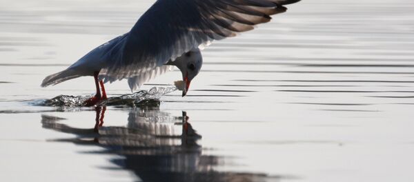 des oiseaux des oiseaux - Sputnik Afrique