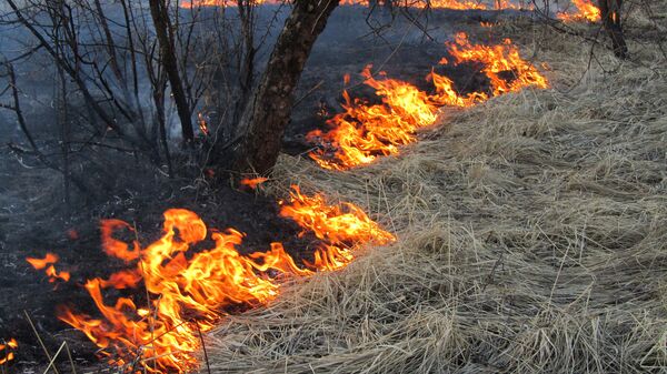 Russie: les incendies naturels prennent de l'ampleur - Sputnik Afrique