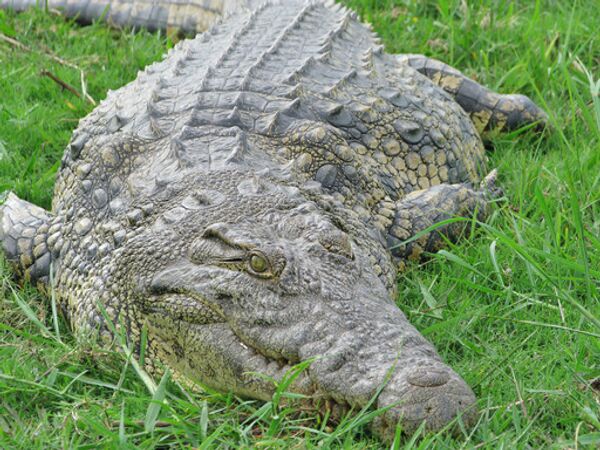 Mexique: un crocodile sème la panique dans une station balnéaire - Sputnik Afrique