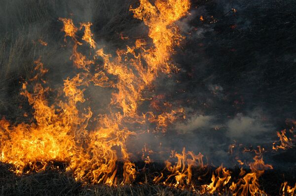 Russie: les incendies naturels se propagent - Sputnik Afrique