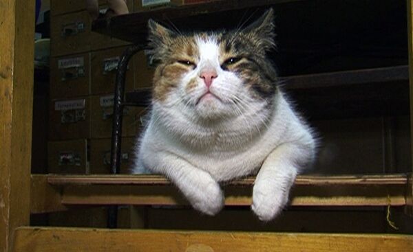 Les chats du palais de l'Ermitage - Sputnik Afrique