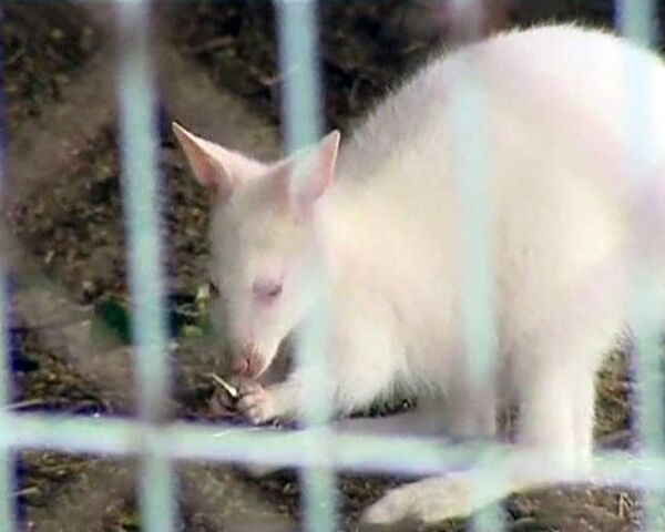 Premiers pas d'un bébé kangourou albinos - Sputnik Afrique